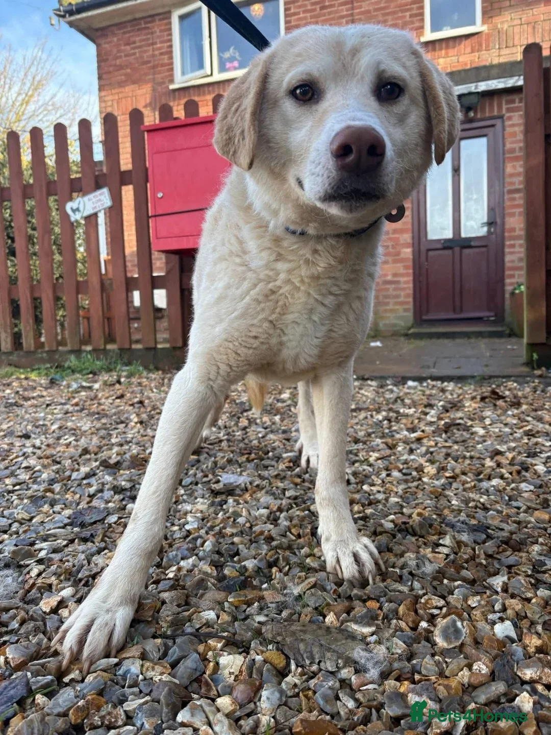 Golden Retriever dogs for adoption: Ralph - Norwich Norfolk  - Advert 1