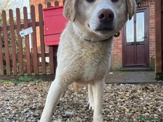 Golden Retriever dogs Ralph - Norwich Norfolk - Advert 1