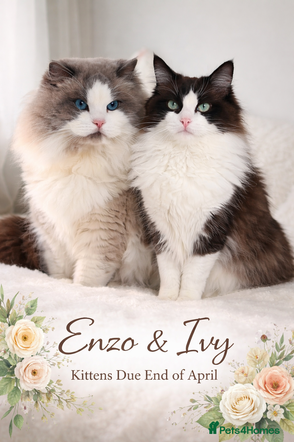 Ragdoll cats for sale: CollieKiss Ragdolls – Beautiful TICA Registered - Advert 1