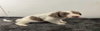 Cockapoo 4