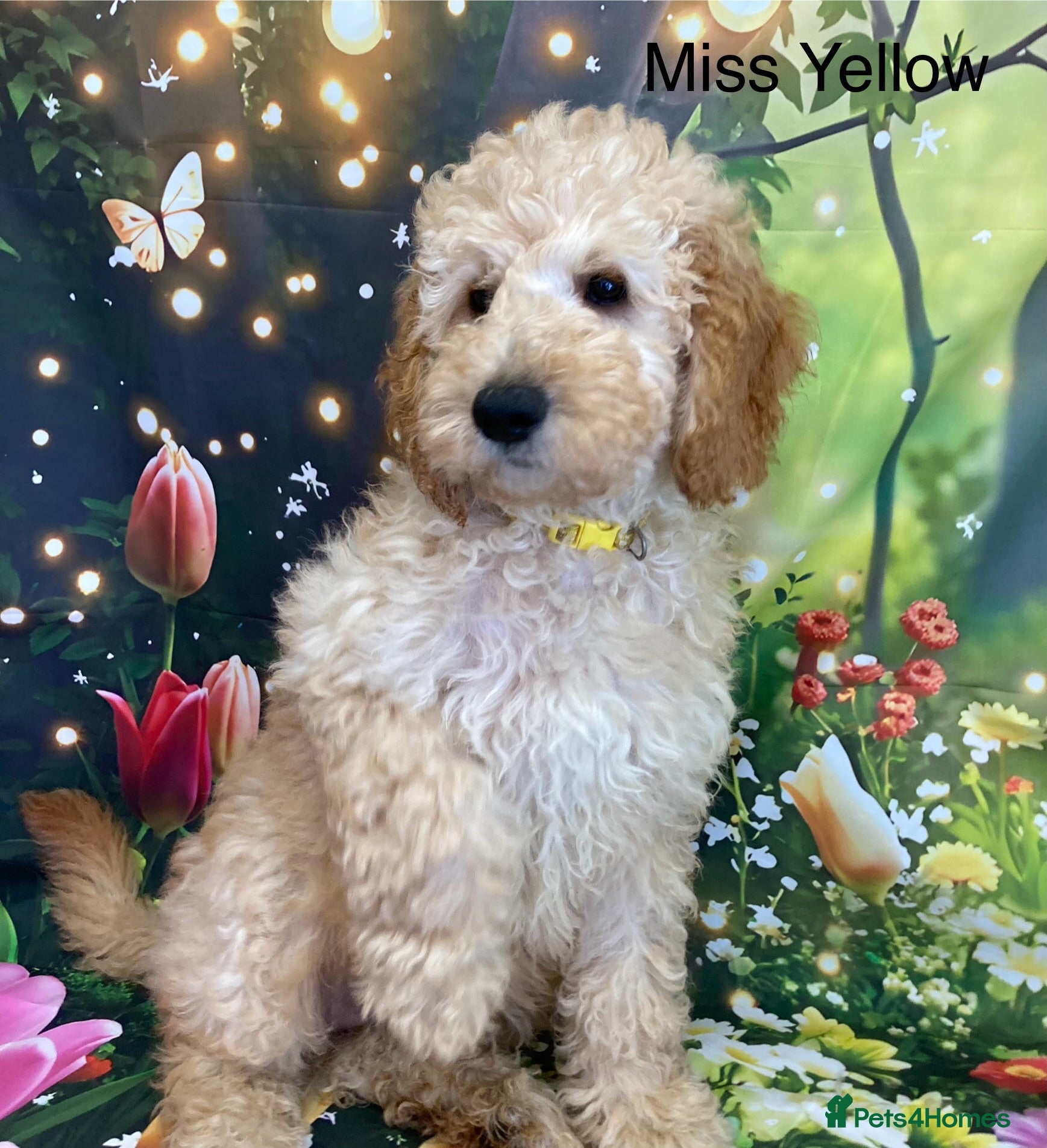 Labradoodle dogs Multigenerational Standard labradoodle puppies - Advert 2