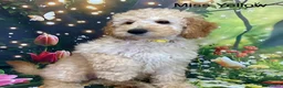 Labradoodle dogs for sale:  Standard Labradoodles multi generational  - Advert 23