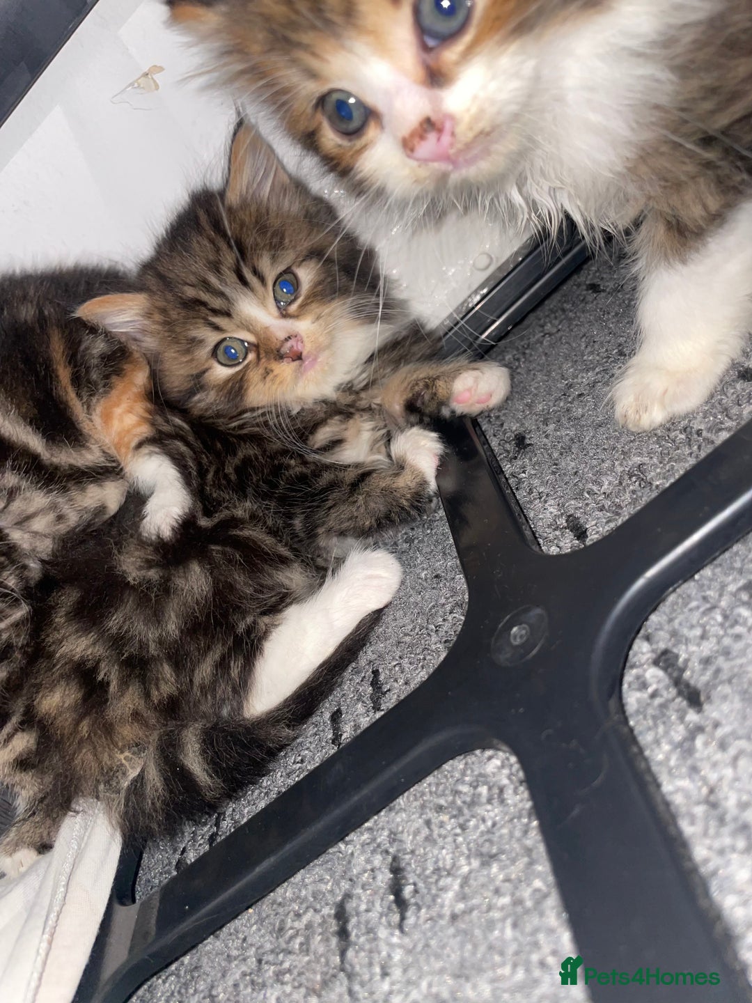 Siberian cats for sale: Kittens for sale bradford - Advert 5