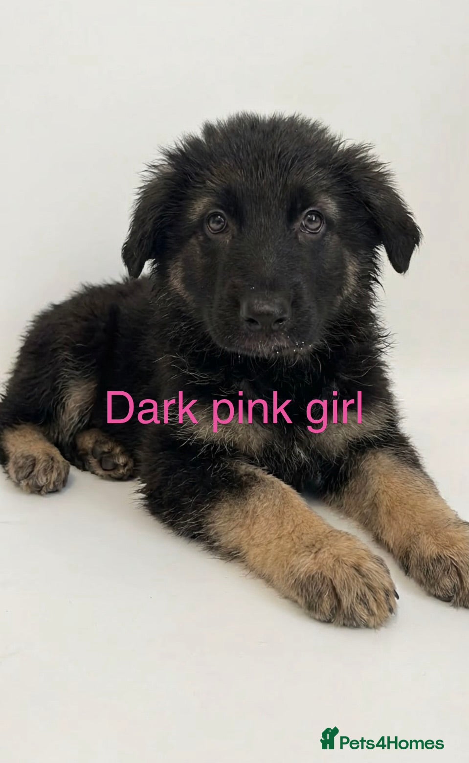 German Shepherd dogs READY NOW german shepherd - Advert 1