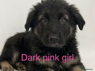 German Shepherd dogs READY NOW german shepherd - Advert 15