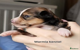Chinese Crested dogs for sale: Boys £1300, girls £1600 - Image 7