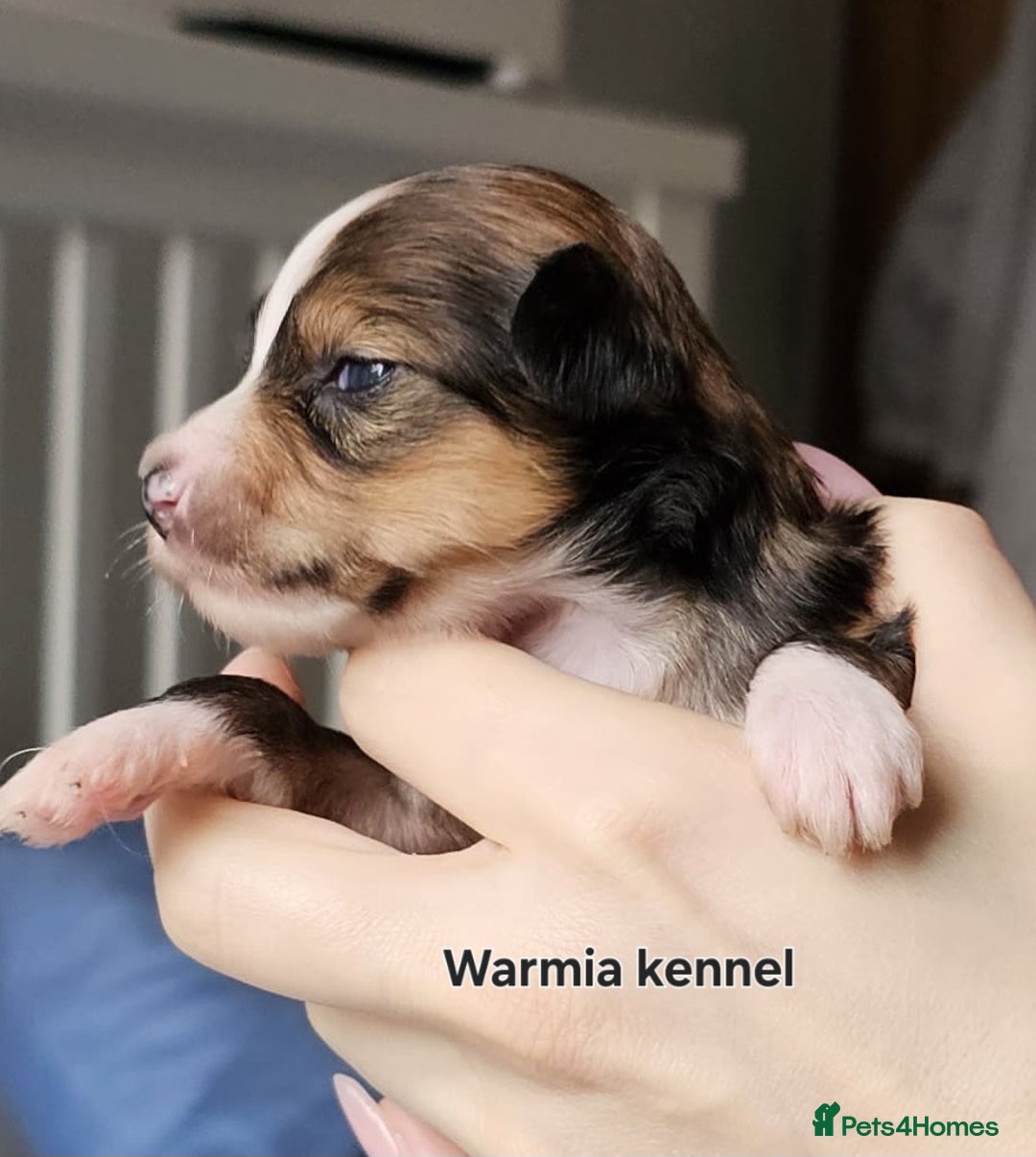 Chinese Crested dogs for sale: Boys £1300, girls £1600 - Image 7