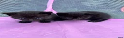 Mixed Breed cats for sale: 4 Playful Kittens Looking for a Loving Home🐾 - Advert 6