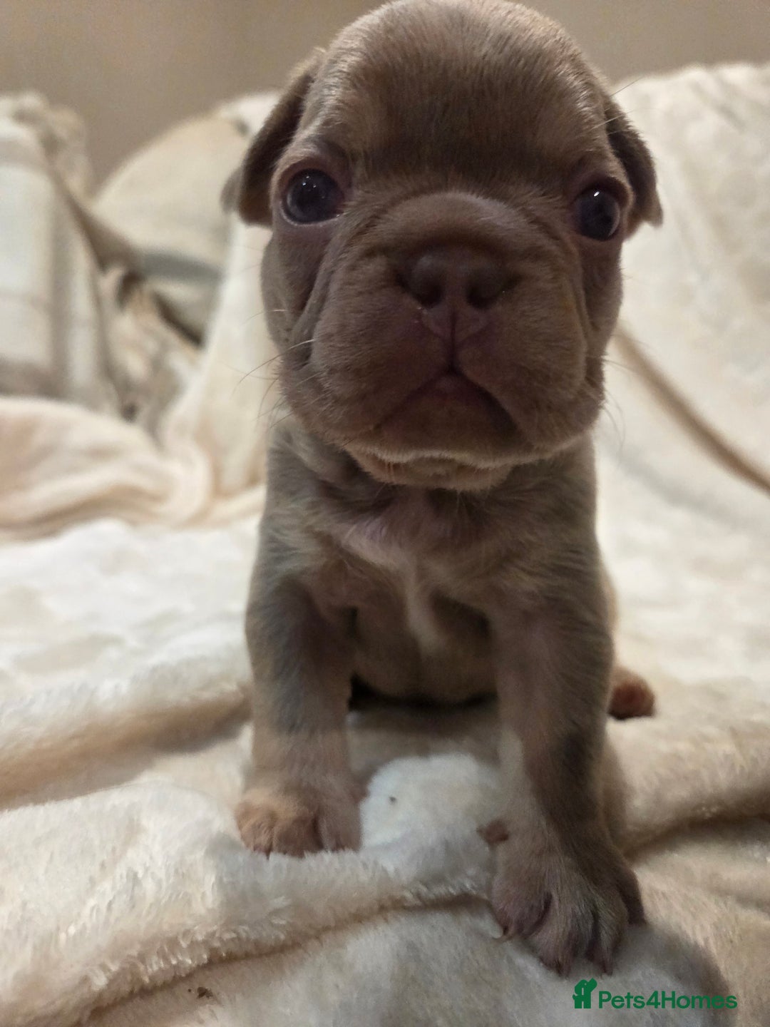 French Bulldog dogs for sale: Isabella & lilac & tan chunky frenchies - Advert 19