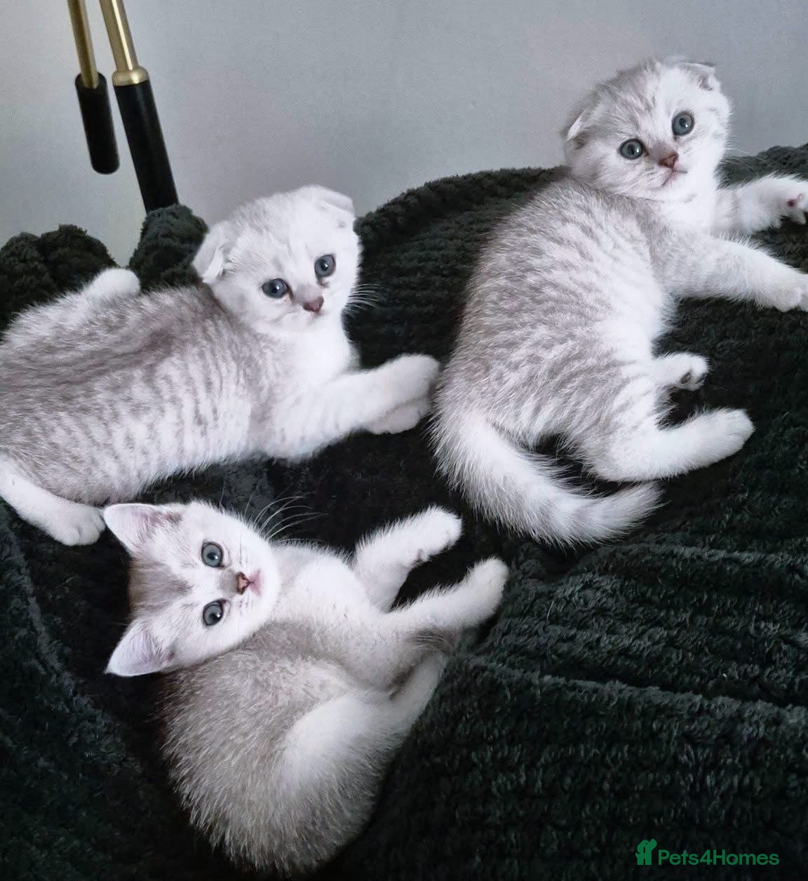 Scottish Fold cats Scottish fold kittens  - Advert 14