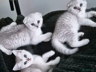 Scottish Fold cats Scottish fold kittens - Advert 14