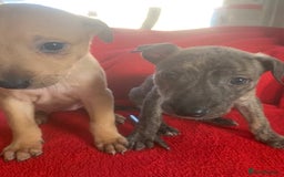 Lurcher dogs for sale: Family friendly pups - Image 8