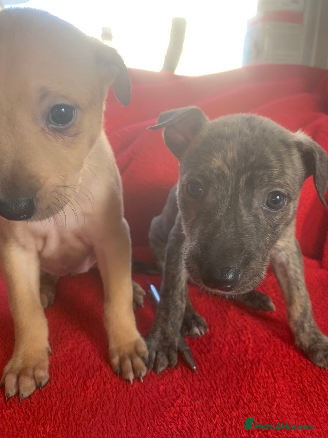 Lurcher dogs for sale: Family friendly pups - Image 8