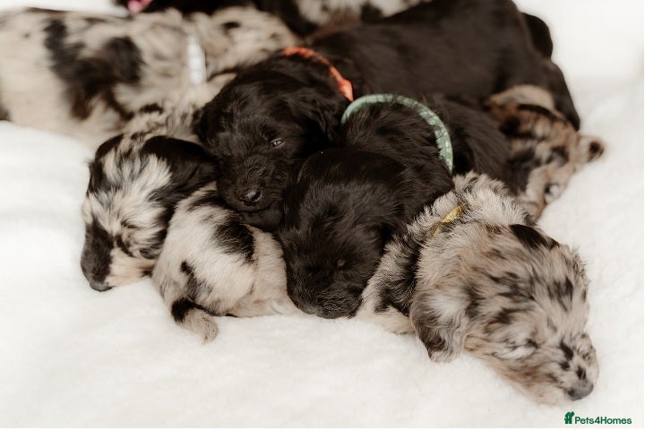 Mixed Breed dogs 10 Beautiful Huntadoodles - Advert 1