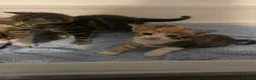 Mixed Breed cats for sale: Beautiful mixed American Kittens  - Advert 28