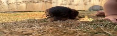 Miniature Dachshund 6