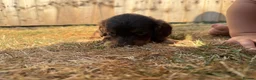Miniature Dachshund dogs for sale: Long Haired Miniature Dachshund  - Advert 3
