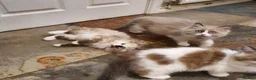 Ragdoll cats for sale: Beautiful GCCF Registered Ragdoll Kittens. - Advert 15