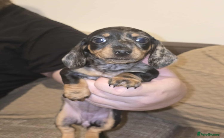 Miniature Dachshund dogs - Advert 9