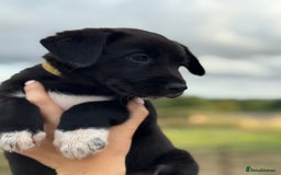 Borador dogs for sale: Beautiful intelligent Borderdors for sale  - Image 15