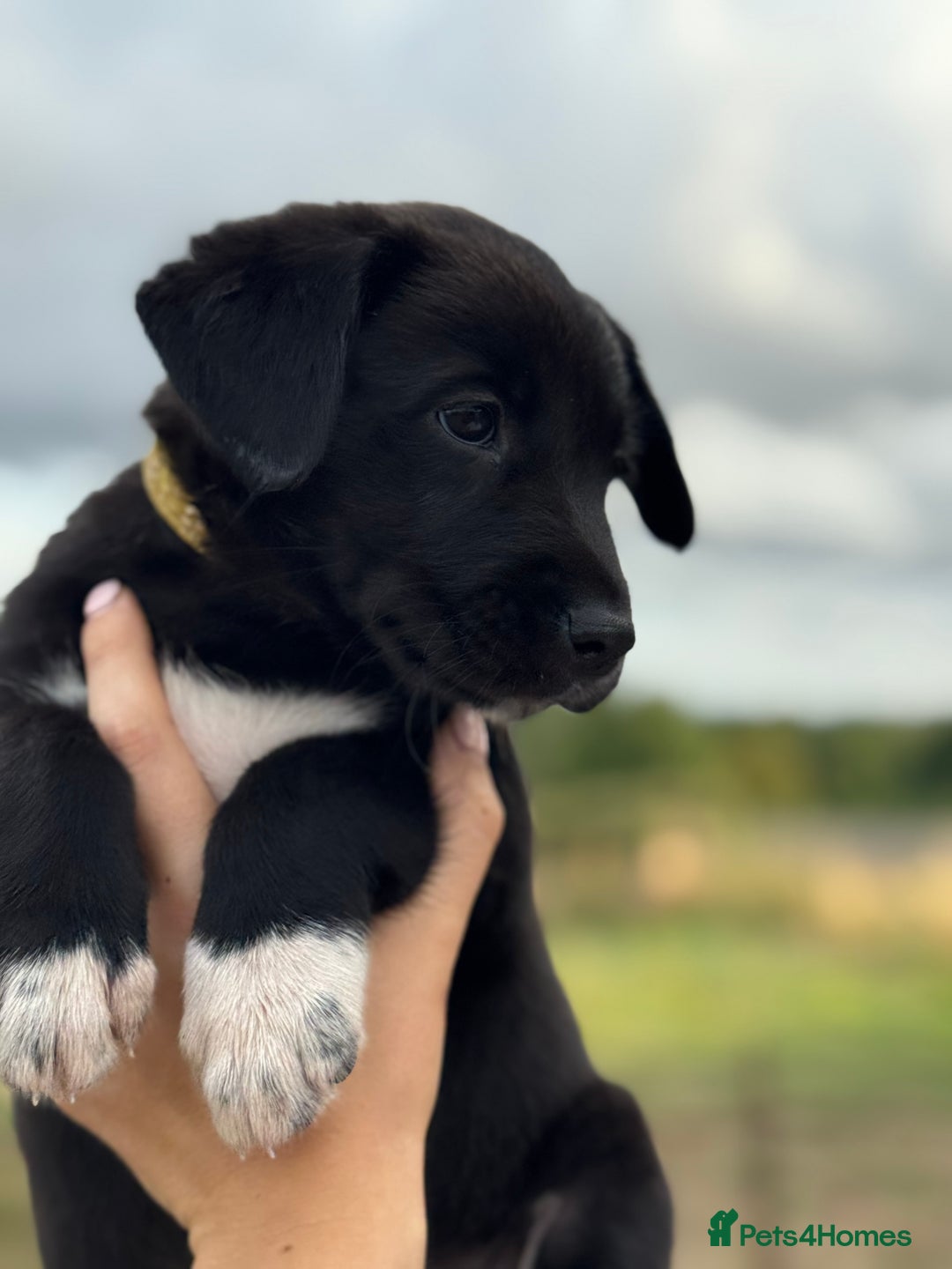 Borador dogs for sale: Beautiful intelligent Borderdors for sale  - Image 15
