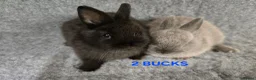 Netherland Dwarf rabbits for sale: Cute Netherland Dwarf Babies READY NOW - Advert 4