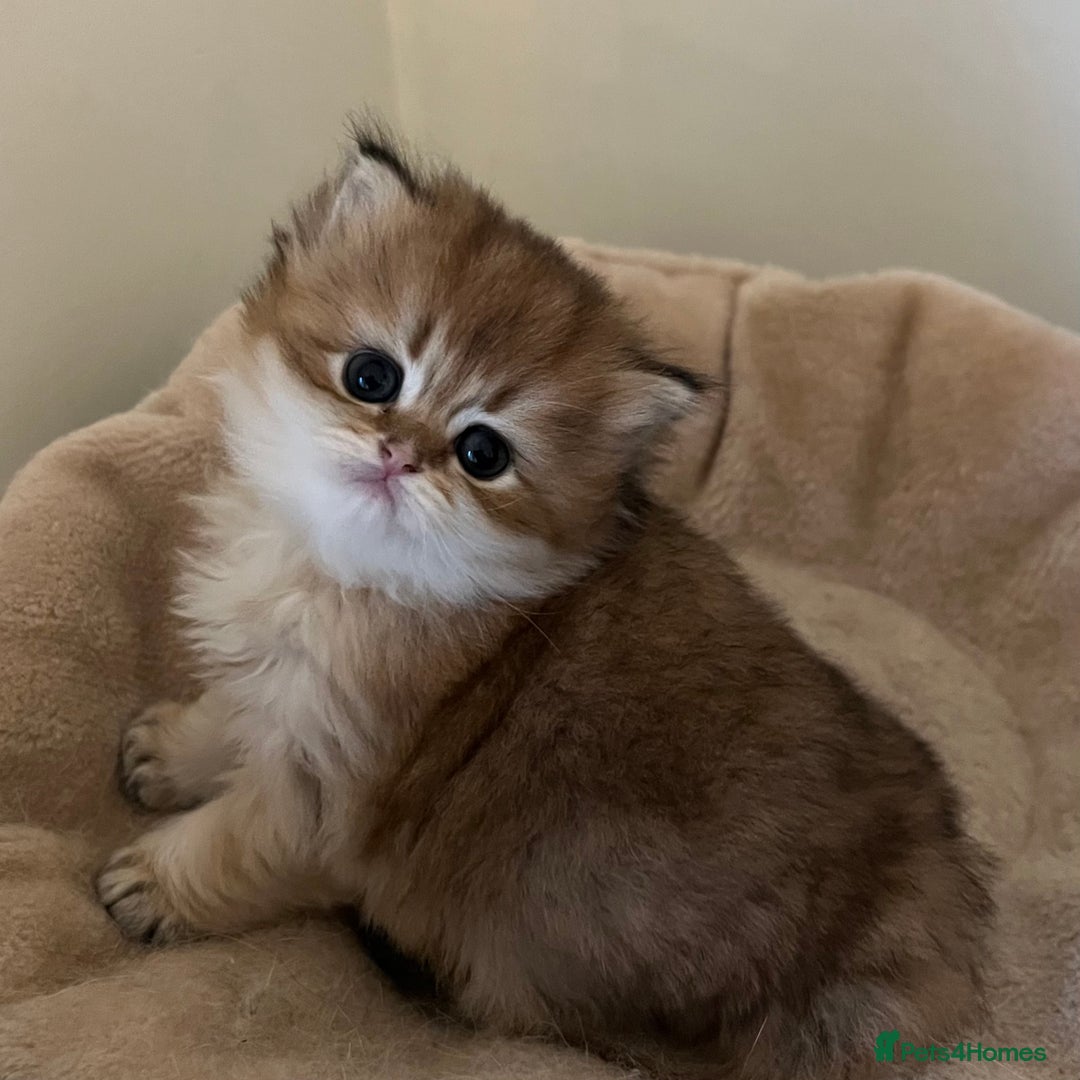 British Longhair cats for sale: Gorgeous Golden British Longhair & Shorthair  - Advert 7