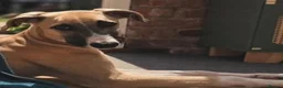 Lurcher dogs for sale: Greyhound x Saluki  - Advert 2