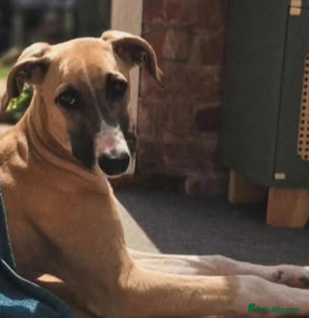Lurcher dogs for sale: Greyhound x Saluki  - Advert 2
