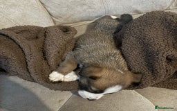 Mixed Breed dogs for sale: Lurcher x German Shepard puppies forsale - Image 8