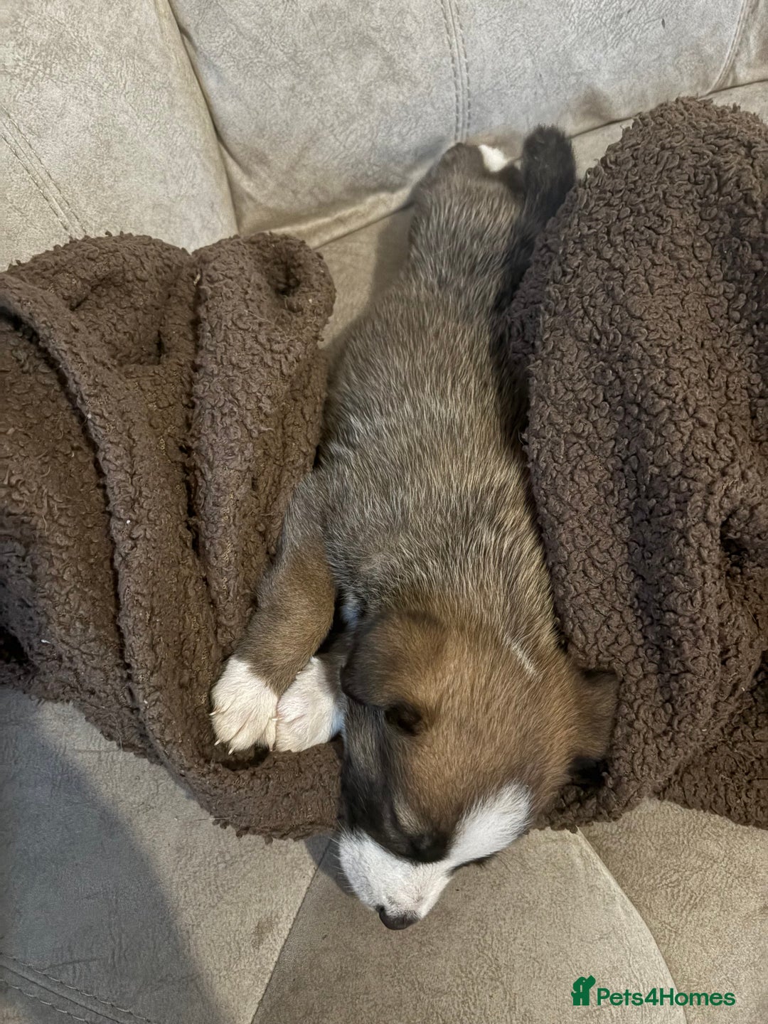 Mixed Breed dogs for sale: Lurcher x German Shepard puppies forsale - Image 8