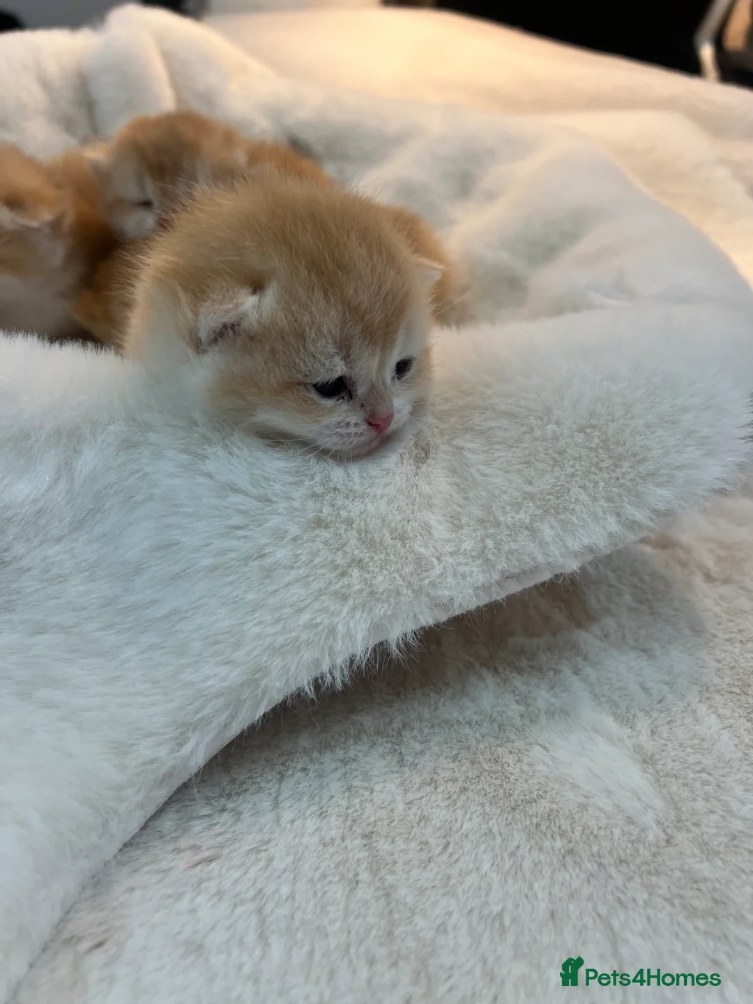 British Shorthair cats for sale: 🏆 Ny12 Golden British Shorthairs 🏆 - Advert 4