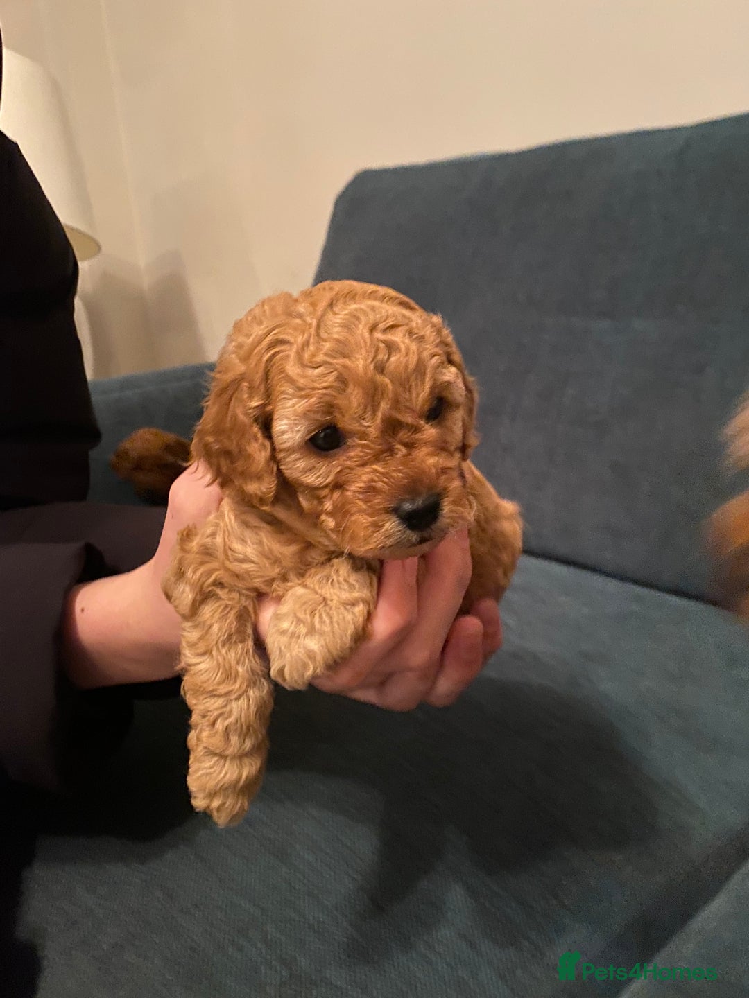 Cavapoo dogs for sale: F1B Toy Red Cavapoos for Sale - Advert 2