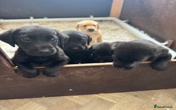 Labrador Retriever dogs for sale: Well bred Labrador puppies - Image 11