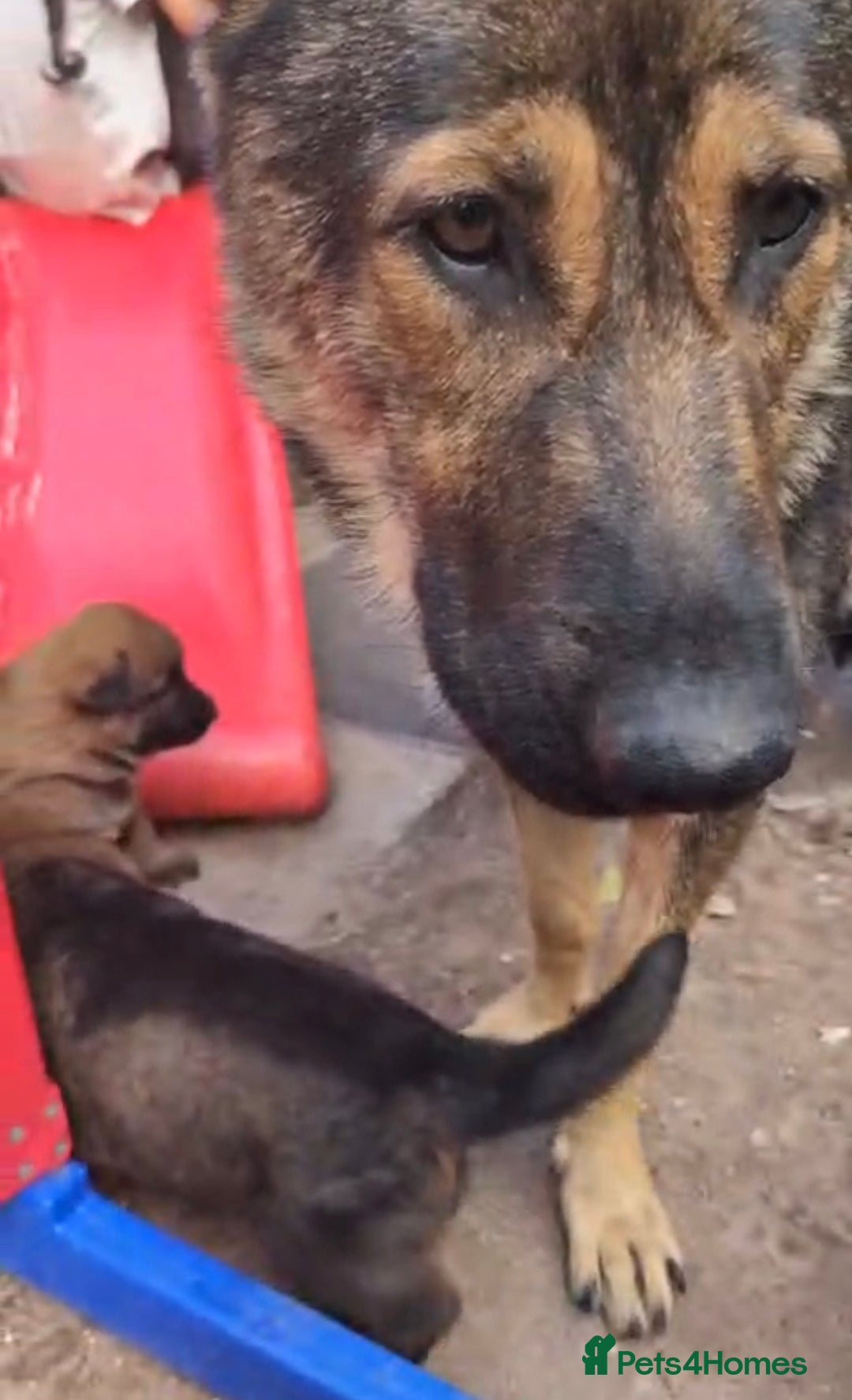 German Shepherd dogs for sale: Beautiful Chunky German Shepherd Puppies! - Image 8