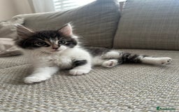 Mixed Breed cats for sale: Mixed Breed Kittens  - Image 3