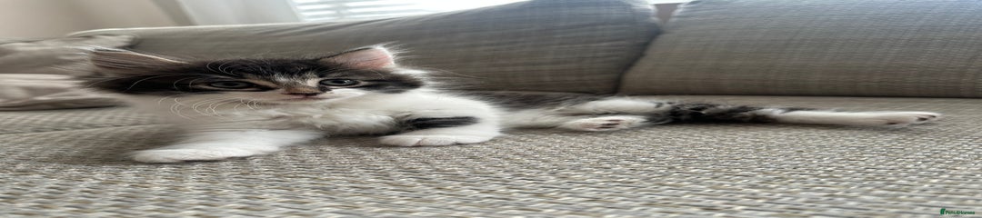 Mixed Breed Kitten 3