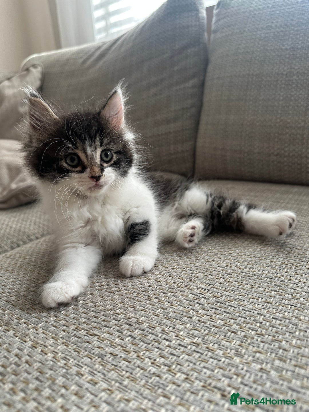 Mixed Breed cats for sale: Mixed Breed Kittens  - Image 3