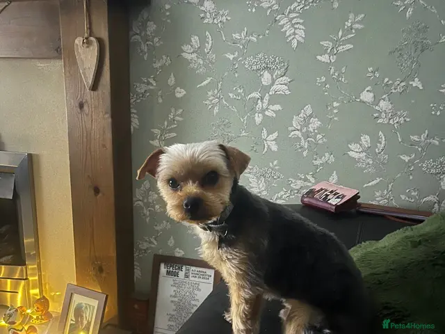 Shorkie dogs for sale: Teddy - Advert 2