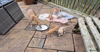 Whippet dogs - Advert 8