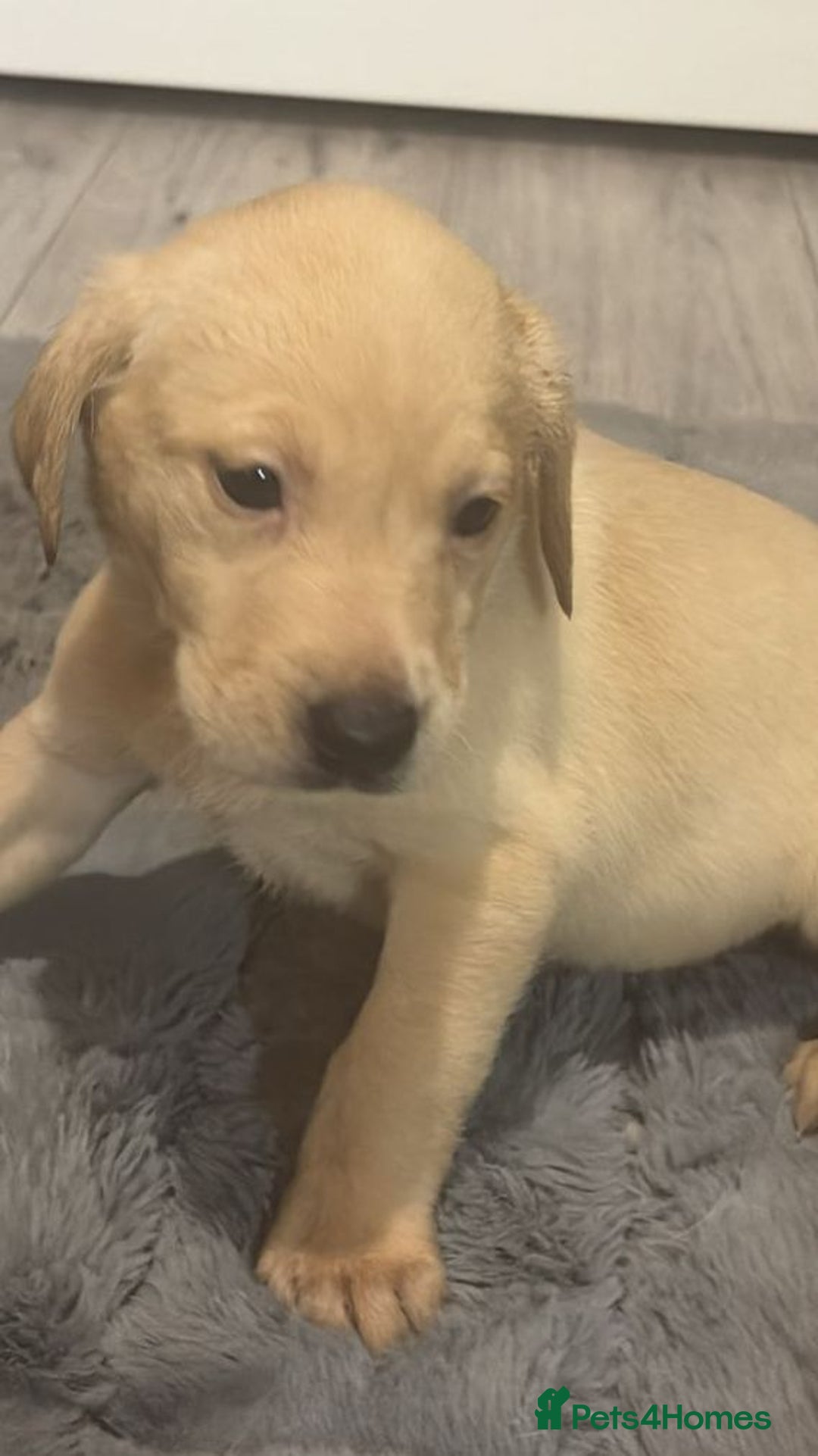 Labrador Retriever dogs for sale: Labrador puppies - Advert 4