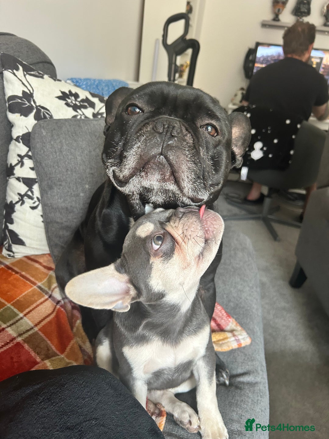 Gallery Image {{count}}