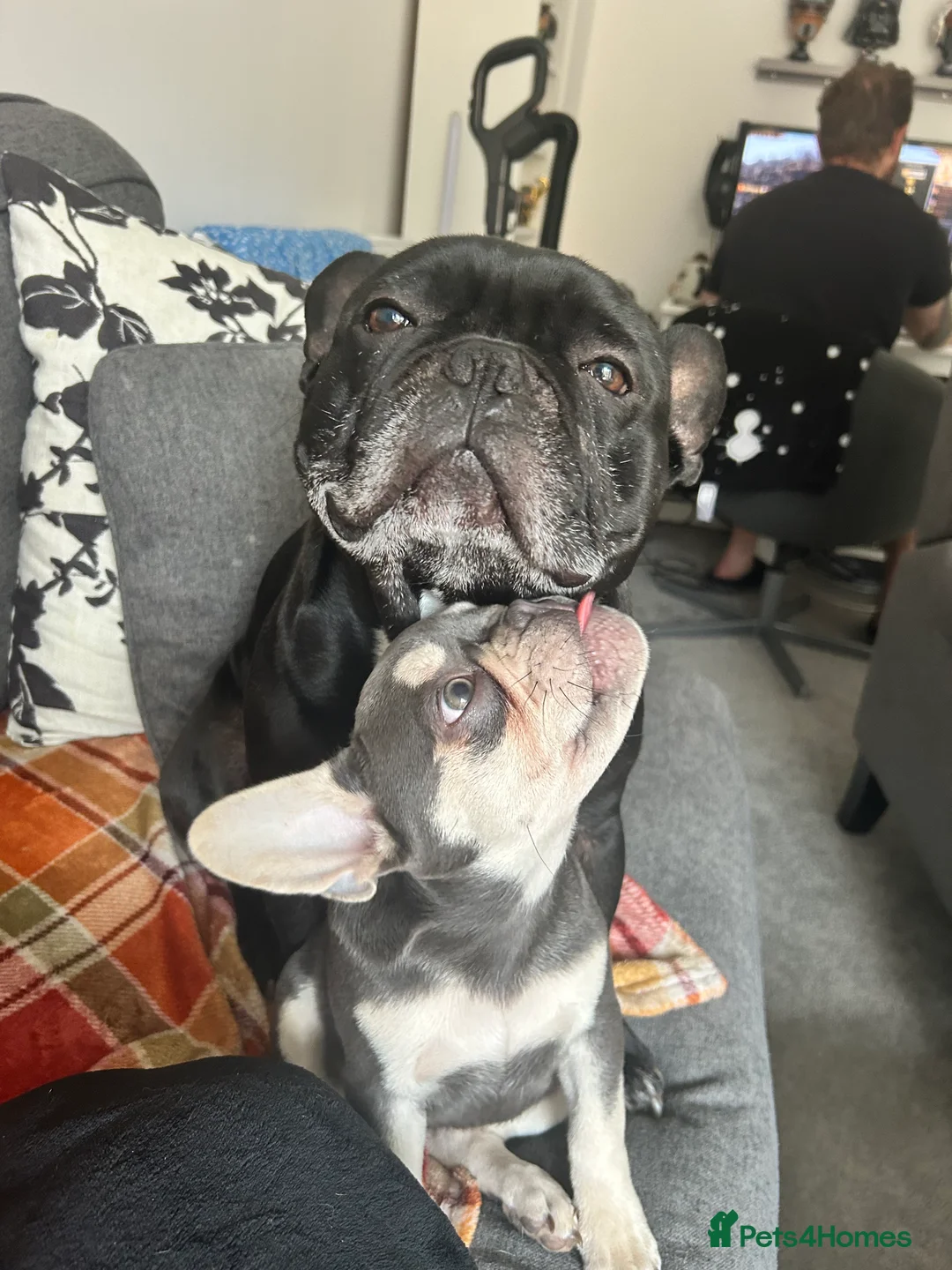 Gallery Image {{count}}