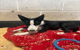 Border Collie dogs for sale: ⭐️6 Month old border Collie puppy⭐️ - Image 1