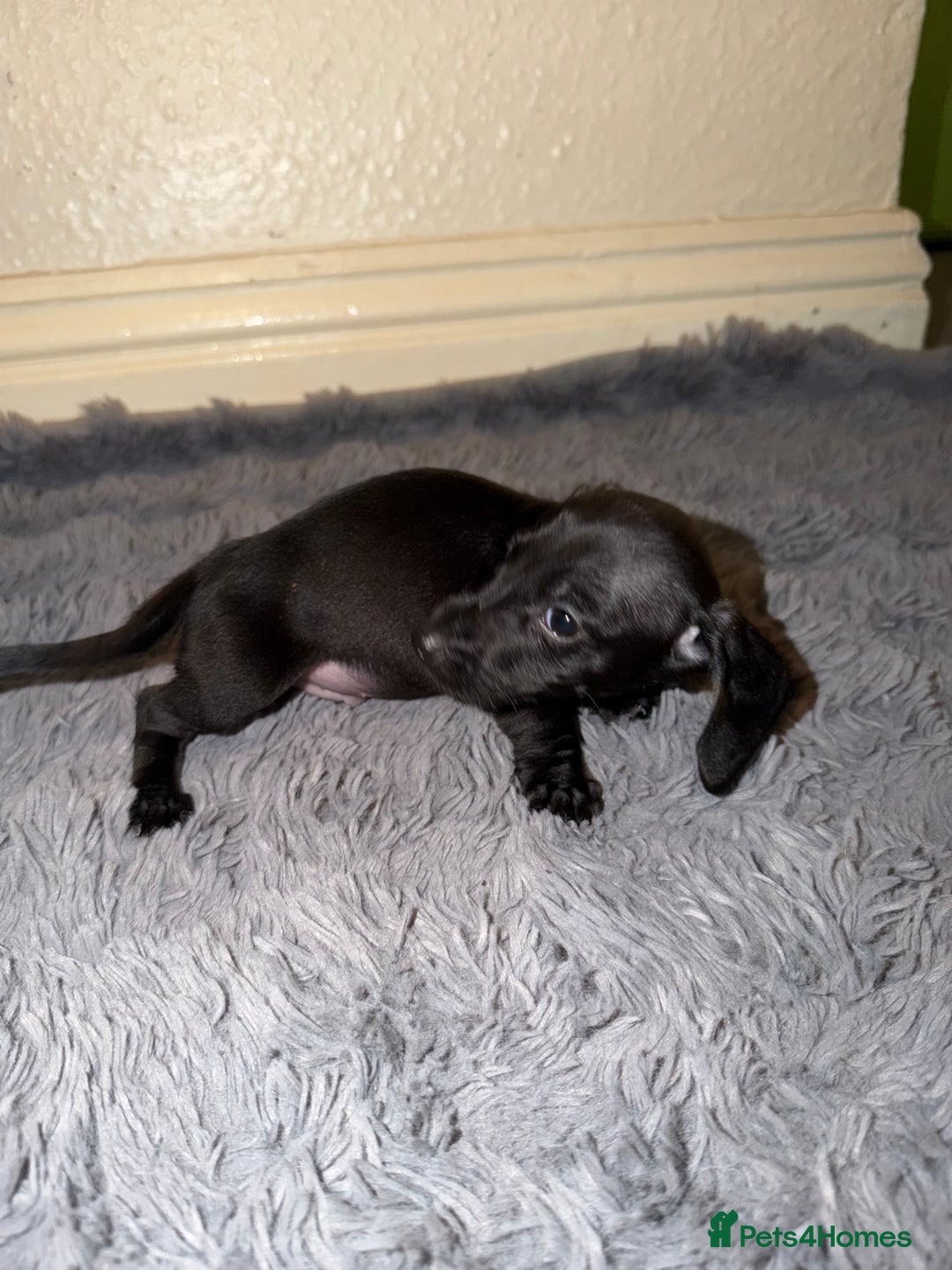 Dachshund dogs for sale: Dachshund Puppies Available 🐾 - Advert 7