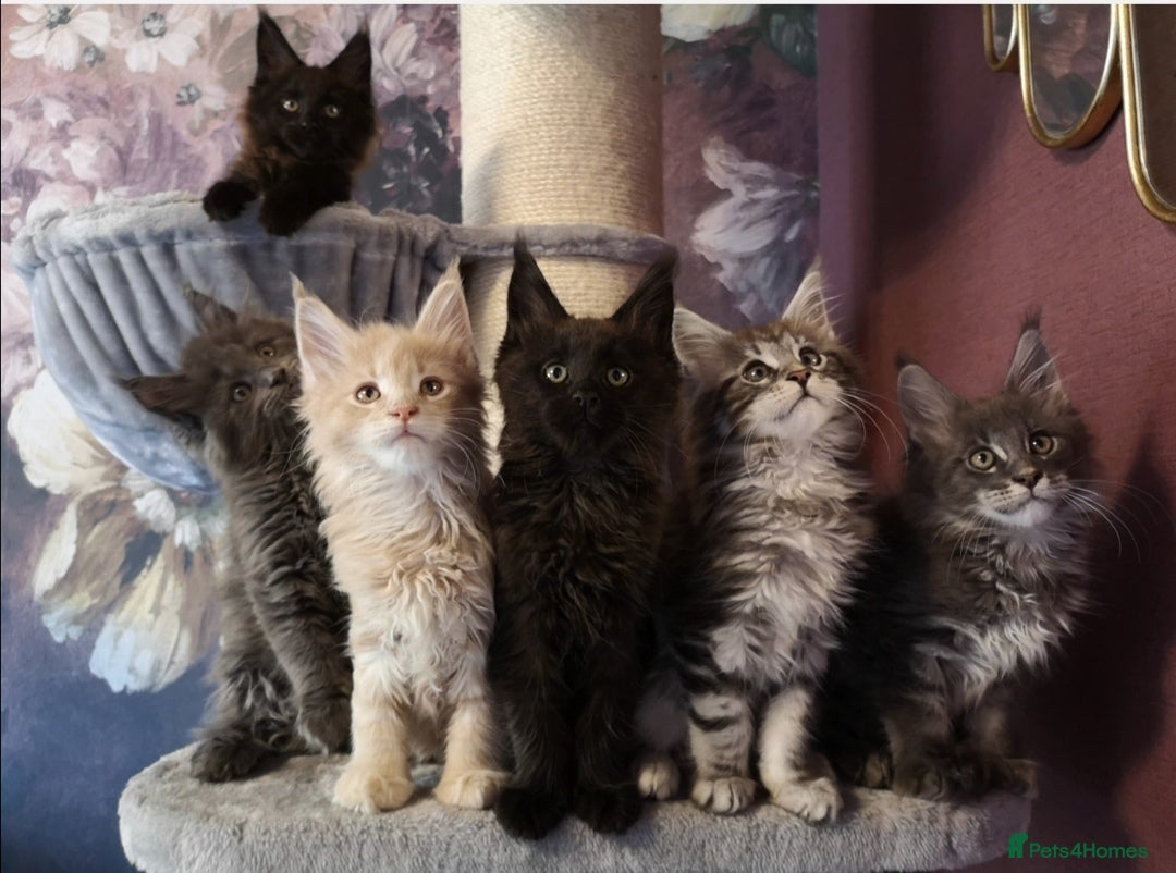 Maine Coon cats for sale: TICA reg HEALTH CHECKED Maine Coons - Advert 1