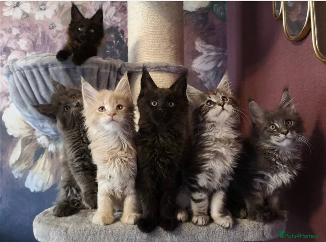 Maine Coon cats for sale: TICA reg HEALTH CHECKED Maine Coons - Advert 1