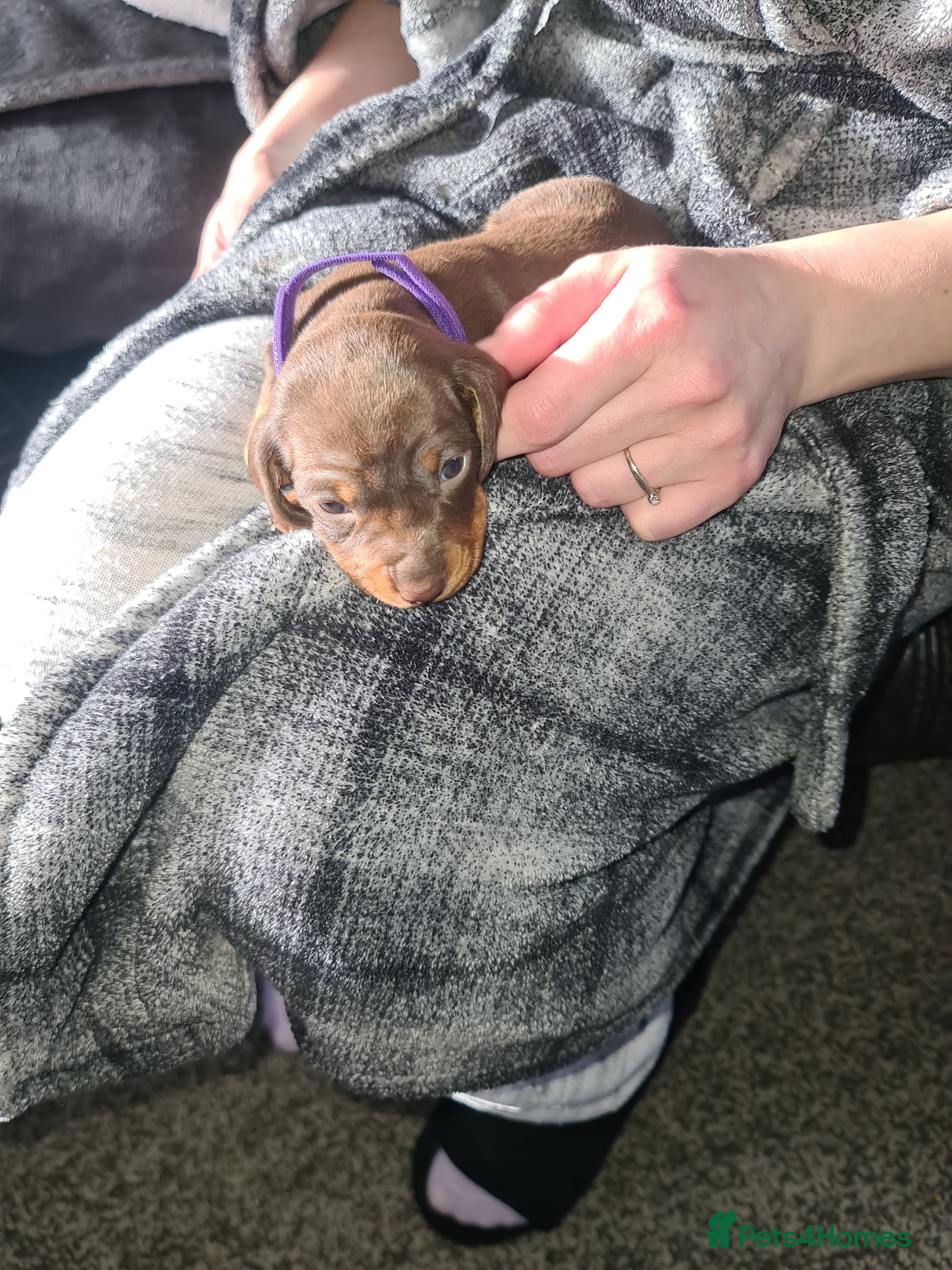 Miniature Dachshund dogs KC Registered Miniature Dachshund Puppies  - Advert 7