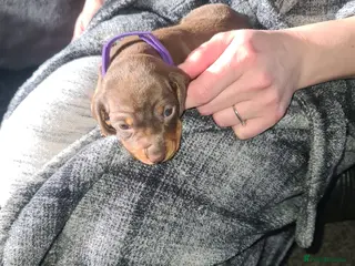 Miniature Dachshund dogs KC Registered Miniature Dachshund Puppies - Advert 7