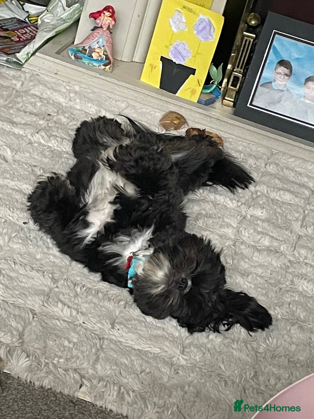 Shih Tzu dogs for stud: Kc reg shih tzu full DNA health tested in Chester-le-Street - Image 12